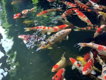 High angle view of koi carps swimming in pond