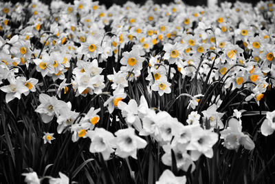 Close-up of white flowering plants on field