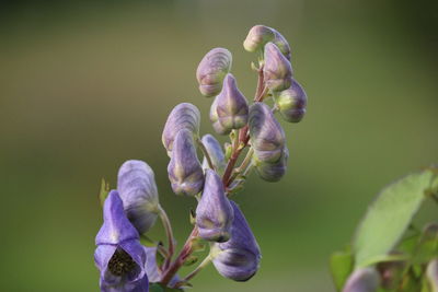 Close-up of purple flowering plant