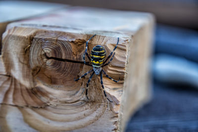 Close-up of insect on wood