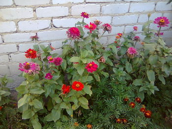 Close-up of pink flowers