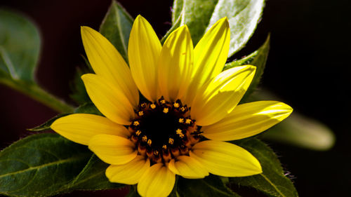 Close-up of yellow flower