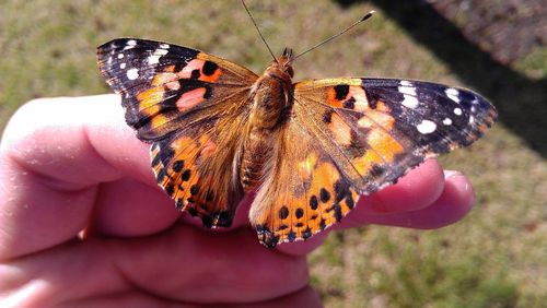 Close-up of butterfly on hand