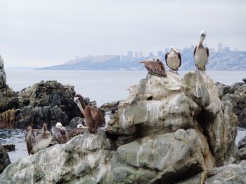 Seagulls perching on rock by sea against sky