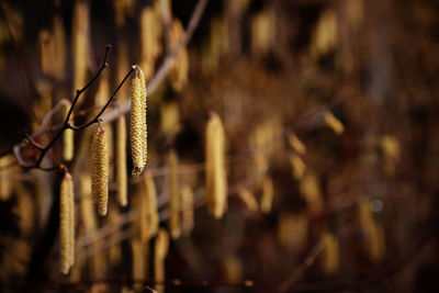 Close-up of yellowjackets seed on tree