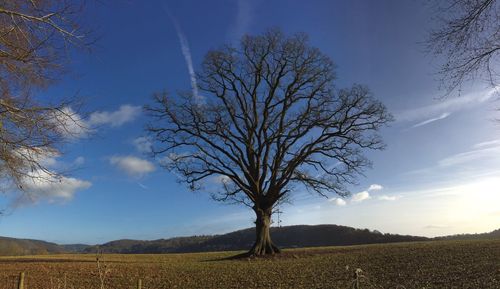 Bare tree on landscape against sky