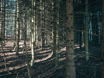 Trees in forest