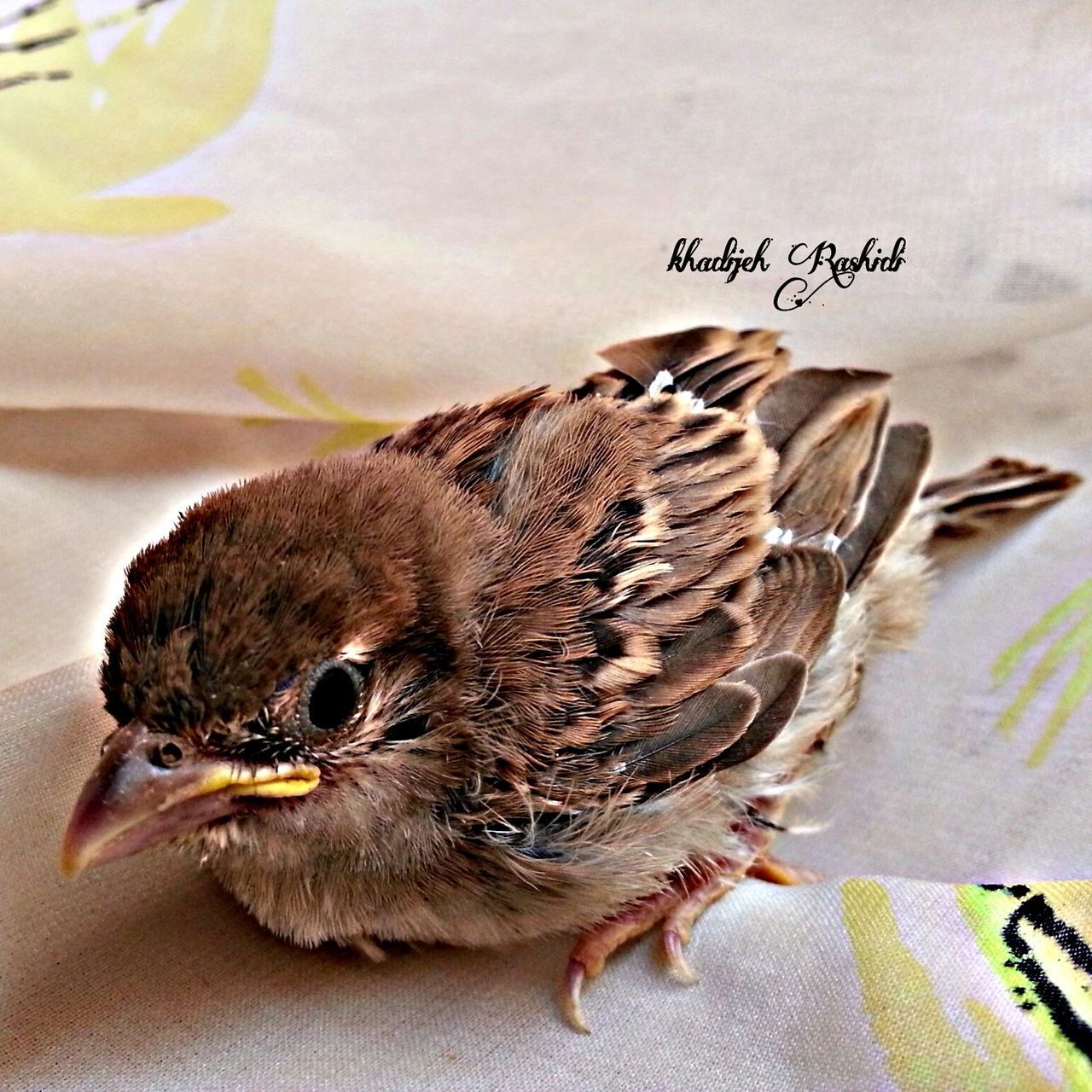 animal themes, one animal, close-up, indoors, animals in the wild, focus on foreground, table, high angle view, wildlife, bird, no people, text, day, animal head, still life, nature, selective focus, black color, wood - material