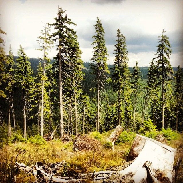 tree, forest, growth, sky, tranquility, nature, tranquil scene, beauty in nature, scenics, landscape, cloud - sky, plant, green color, non-urban scene, day, tree trunk, outdoors, no people, woodland, idyllic