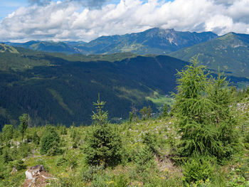 Scenic view of pine trees and mountains against sky