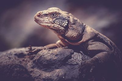 Close-up of lizard on rock