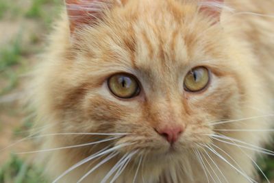 Close-up portrait of cat