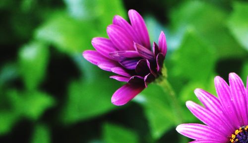 Close-up of purple flower blooming outdoors