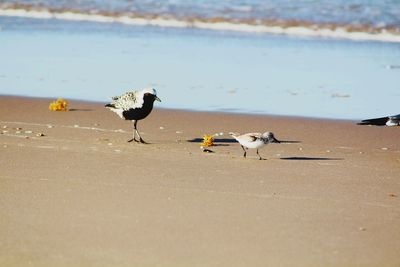 Seagulls on beach