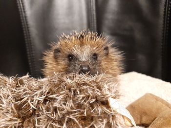 hedgehog