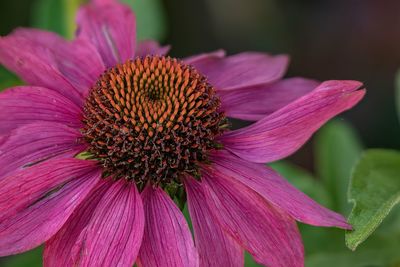 Close-up of pink flower