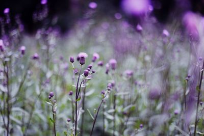 Close-up of purple flowers blooming outdoors