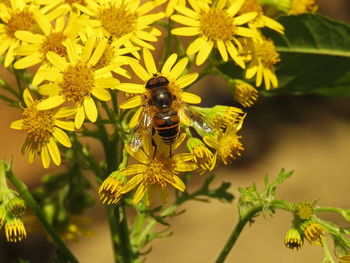 Close-up of insect on yellow flowers