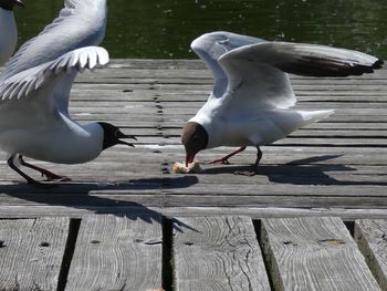 Seagull on wooden boardwalk