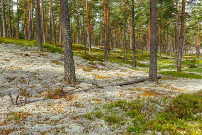 Pine trees in forest