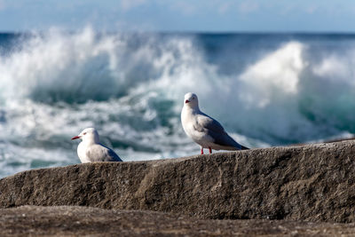 Seagulls perching on rock at beach against sea