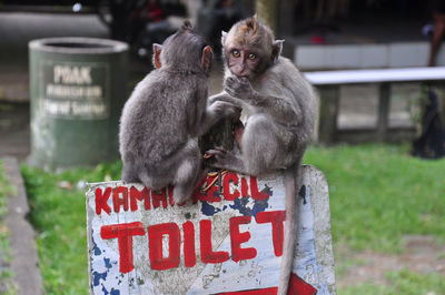 Young monkeys sitting on toilet sign