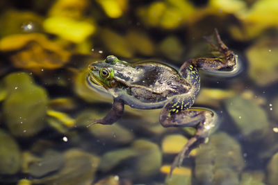 Close-up of frog in sea