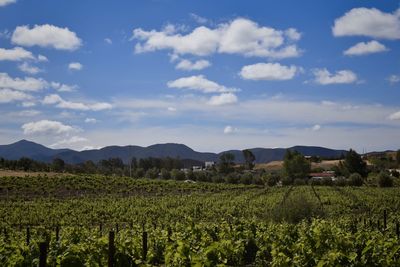 Scenic view of vineyard against sky