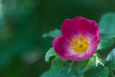 Close-up of pink flower blooming outdoors