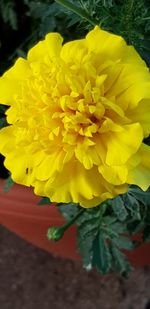 Close-up of yellow flowering plant