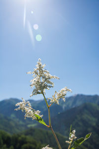 White wild flower under beams of sun and lens flare against green mountains