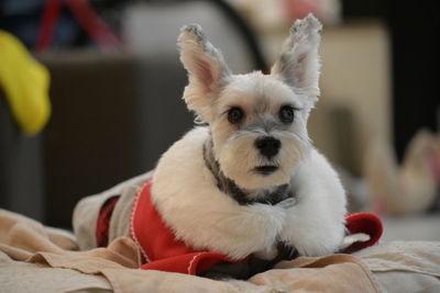 Portrait of white dog at home