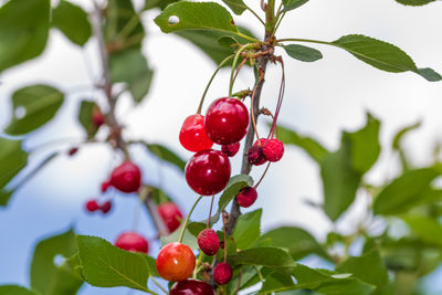 Close-up of berries growing on tree