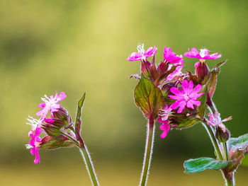 Close-up of pink flowering plant