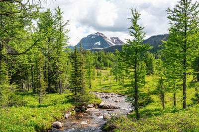 Healey pass sunshine meadows in the canadian rockies