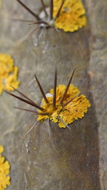 Close-up of yellow flower