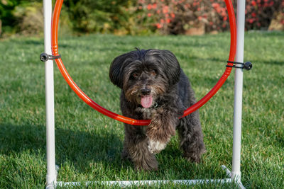 A dog learning to jump through a hoop.