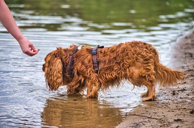 Young woman with dog in lake