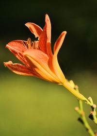 Close-up of orange day lily blooming outdoors