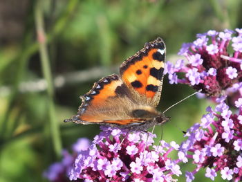 Close-up of butterfly pollinating on flower