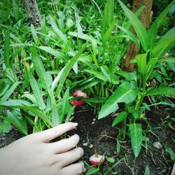 Midsection of person holding plant growing on field