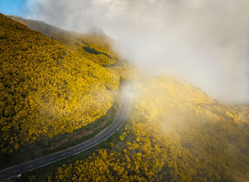 High angle view of road amidst trees