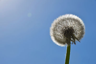 Close-up of dandelion flower