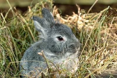 Close-up of rabbit on field