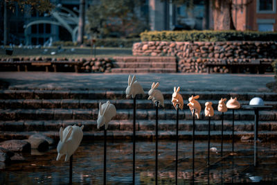 Birds in lake