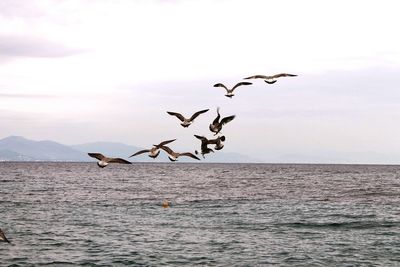 Birds flying over sea against sky