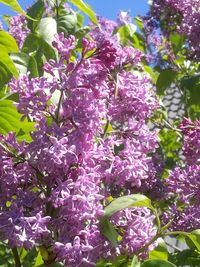 Low angle view of purple flowering plant