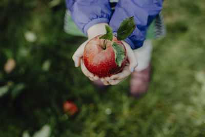 Close-up of hand holding strawberries