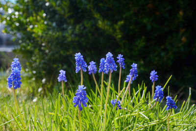 Close-up of purple flowering plants on field