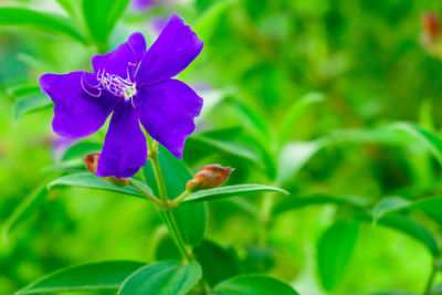 Close-up of purple flowering plant